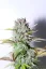 Fast Buds Sjemenke konoplje G14 Auto