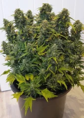 Dutch Passion Seminte de canabis Auto Duck® Autoflowering