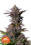 Fast Buds Sjemenke konoplje Tropicana Cookies FF