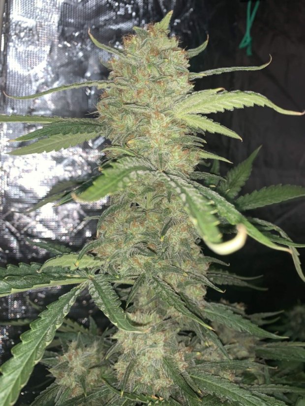 Fast Buds Cannabis Seeds OG Kush Auto
