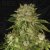 T.H.Seeds™ Sjemenke konoplje MK-Ultra™, pakiranje 5+1, obične