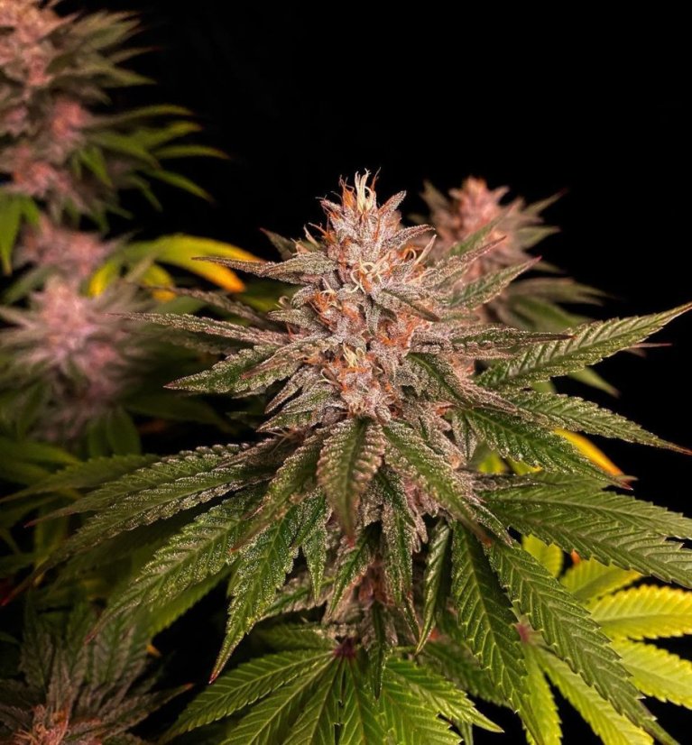 Fast Buds Cannabis Seeds Purple Lemonade FF