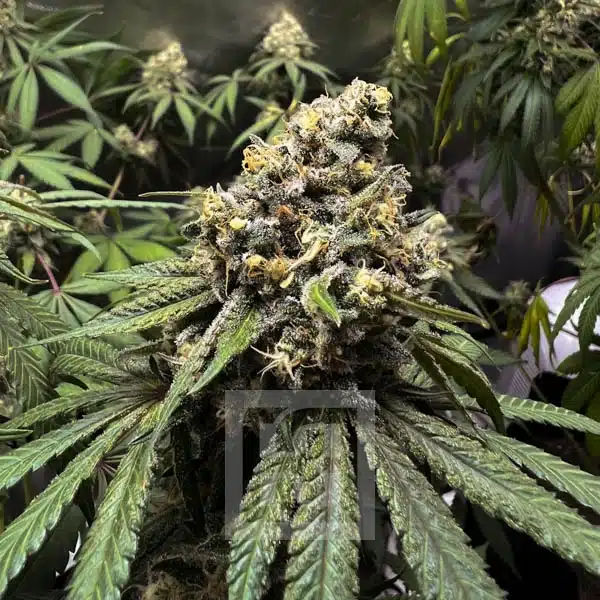 Blimburn Seeds Cannabis Seeds Cafe Racer Feminiseret