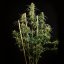 Royal Queen Seeds Seminte de canabis Hulkberry Auto