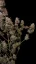 Fast Buds Sjemenke Kanabisa Critical Auto