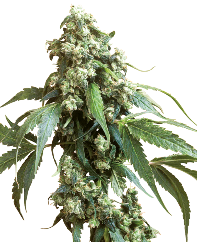 Sensi Seeds Semințe de canabis Jack Flash #5® feminizate, 3-10 buc.