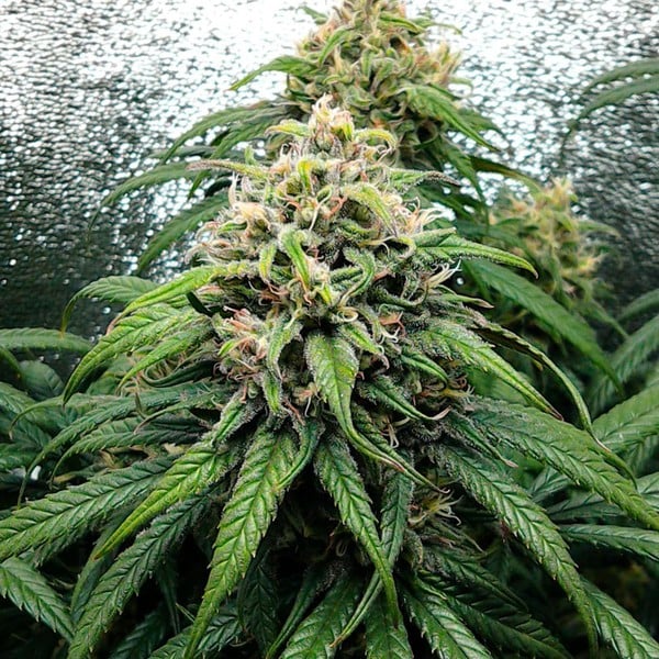 Royal Queen Seeds Cannabis Seeds Dance World Feminized (korkea CBD)