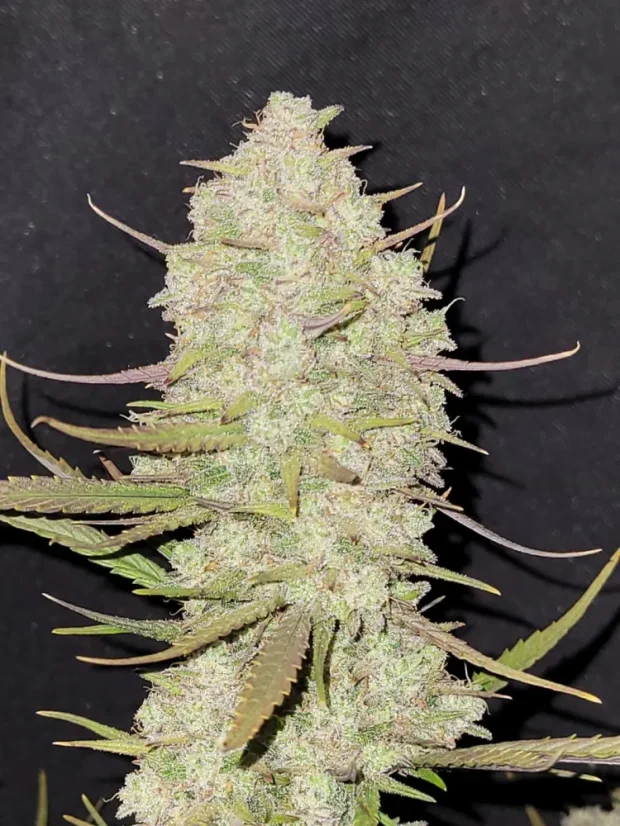 Fast Buds Biji Ganja Kue Tropicana Otomatis