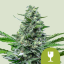 Royal Queen Seeds Semillas de cannabis Royal Critical Auto