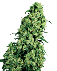 Sensi Seeds Semințe de canabis Skunk #1 feminizate de White Label, 3-10 buc.