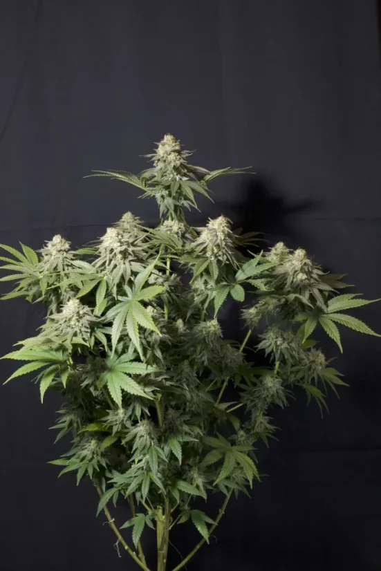 Fast Buds Sjemenke kanabisa Narančasti šerbet FF