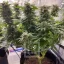 Blimburn Seeds Hanfsamen Girl Scout Cookies Feminisiert