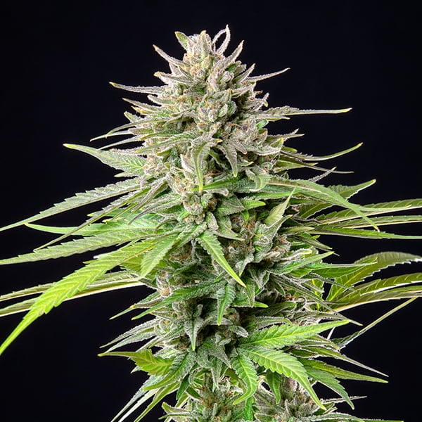 Royal Queen Seeds Seminte de canabis Blue Cheese feminizate