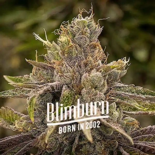 Blimburn Seeds Moteriškas kanapių sėklų nuolatinis žymeklis