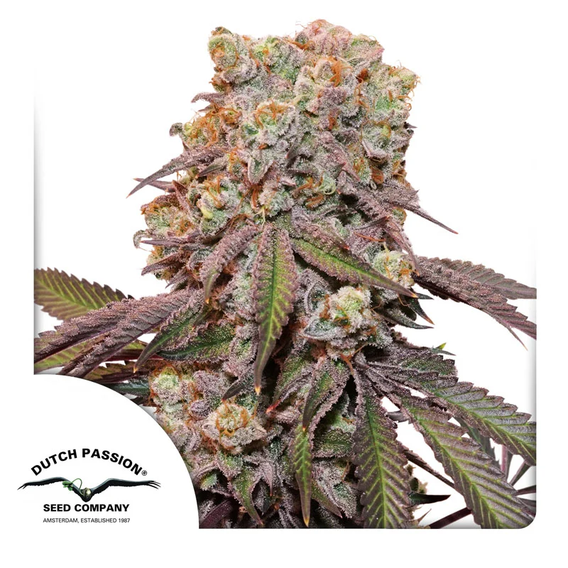 Dutch Passion Seminte de canabis Auto Candy Bubatz XL® Autoflowering