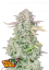 Fast Buds Cannabis Seeds Trainwreck Auto
