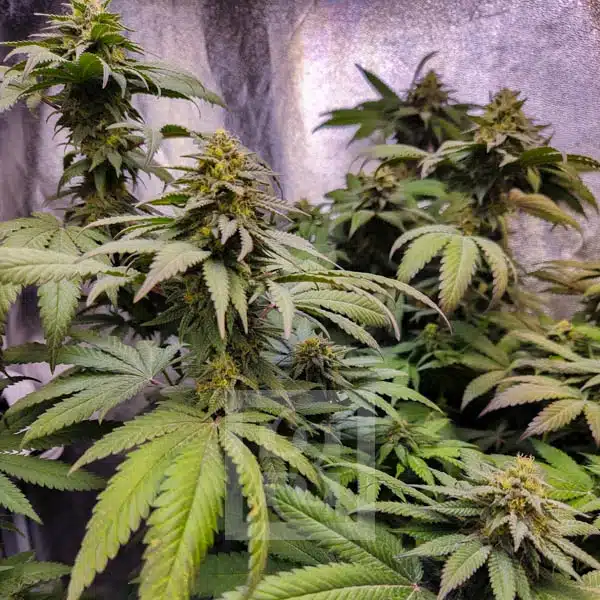 Blimburn Seeds Semena konoplje Grizzly Purple Kush Feminized