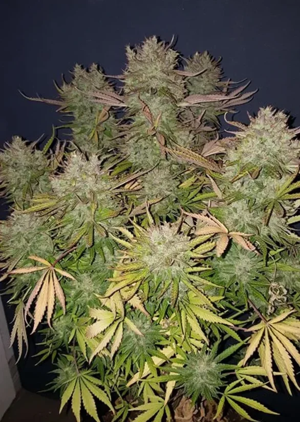 Dutch Passion Semințe de canabis Auto Think Big® Autoflowering