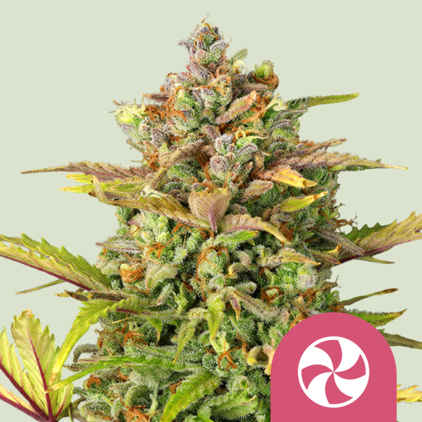 Royal Queen Seeds Seminte de canabis Sweet ZZ feminizate