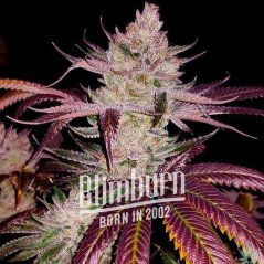 Blimburn Seeds Cannabisfrø Platinum Cookies Feminiseret
