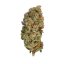 Royal Queen Seeds Semințe de canabis Special Queen #1 feminizate