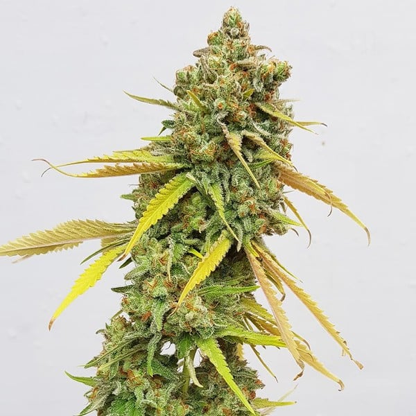 Royal Queen Seeds Semințe de canabis Special Queen #1 feminizate