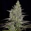 Royal Queen Seeds Seminte de canabis Somango XL feminizate