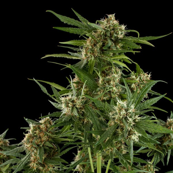 Royal Queen Seeds Semillas de cannabis Royal Critical Auto