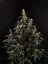 Fast Buds Cannabis Seeds Amnesia Haze Auto