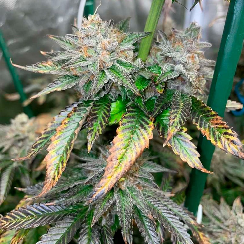 Silent Seeds Seminte de Cannabis Pink Sunset By Sherbinskis Feminizate