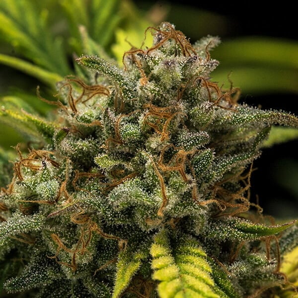 Royal Queen Seeds Seminte de canabis Sweet Skunk Auto