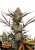 Graines de cannabis Fast Buds Apple Strudel Auto