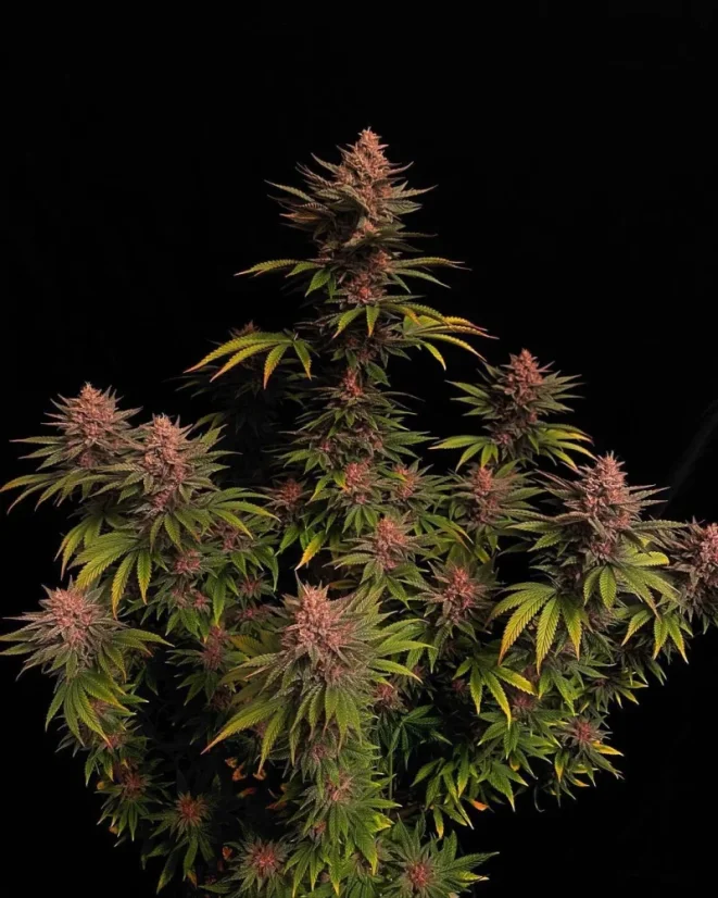 Fast Buds Cannabis Seeds Purple Lemonade FF