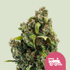 Royal Queen Seeds Seminte de Cannabis Candy Kush Express - Feminizate Rapid