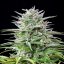Royal Queen Seeds Seminte de canabis Speedy Chile - Feminizate rapid