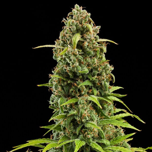 Royal Queen Seeds Seminte de canabis Diesel Auto