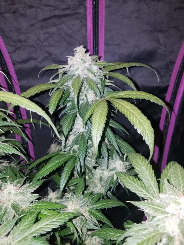 Fast Buds Sjemenke konoplje Tangie Auto
