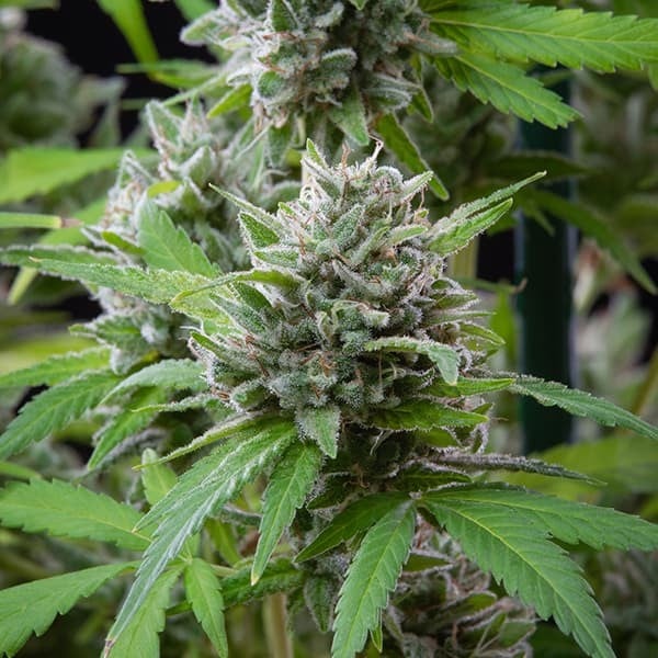 Royal Queen Seeds Seminte de canabis El Patron feminizate