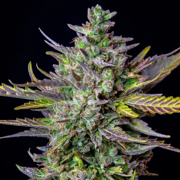 Royal Queen Seeds Graines de cannabis Blue Cheese Auto