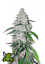 Fast Buds Cannabis Seeds West Coast O.G. Auto
