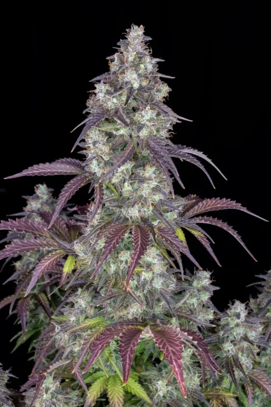 Fast Buds Sjemenke konoplje Lemon Pie Auto
