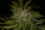 T.H.Seeds™ Semințe de canabis MK-Ultra™, pachet 5+1, obișnuite