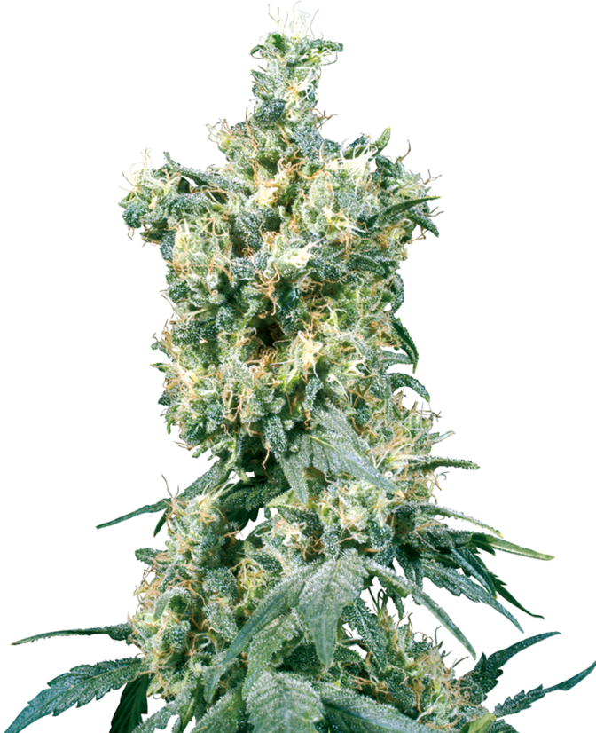 Sensi Seeds Semințe de canabis American Dream® Regular, 10 buc