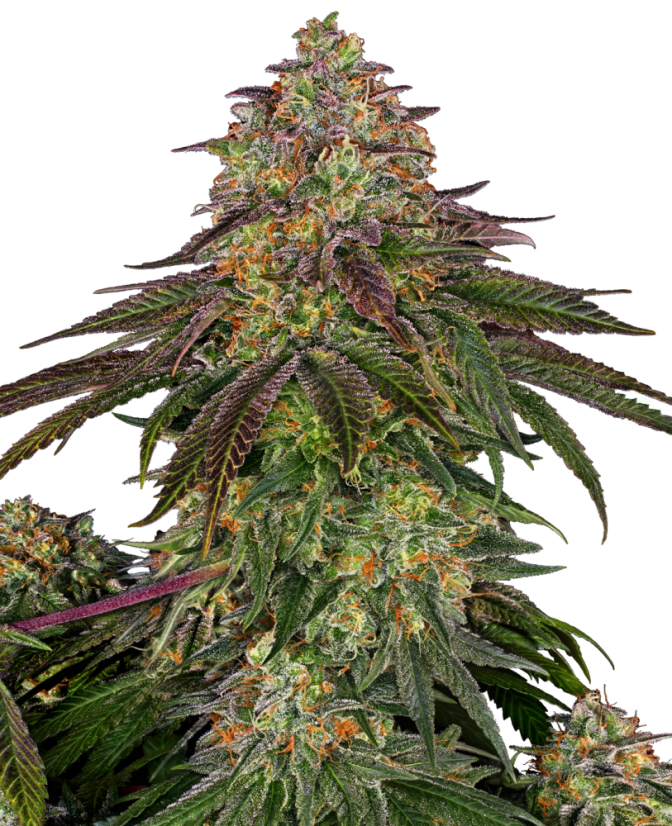 Sensi Seeds Seminte de canabis Sweet Cherry Kush® feminizate, 3-10 buc.