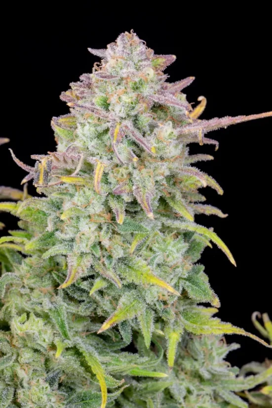 Fast Buds Cannabis Seeds Trainwreck Auto