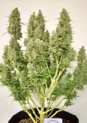 Dutch Passion Semințe de canabis Auto Ultimate® Autoflowering