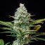 Royal Queen Seeds Seminte de canabis Royal Runtz feminizate