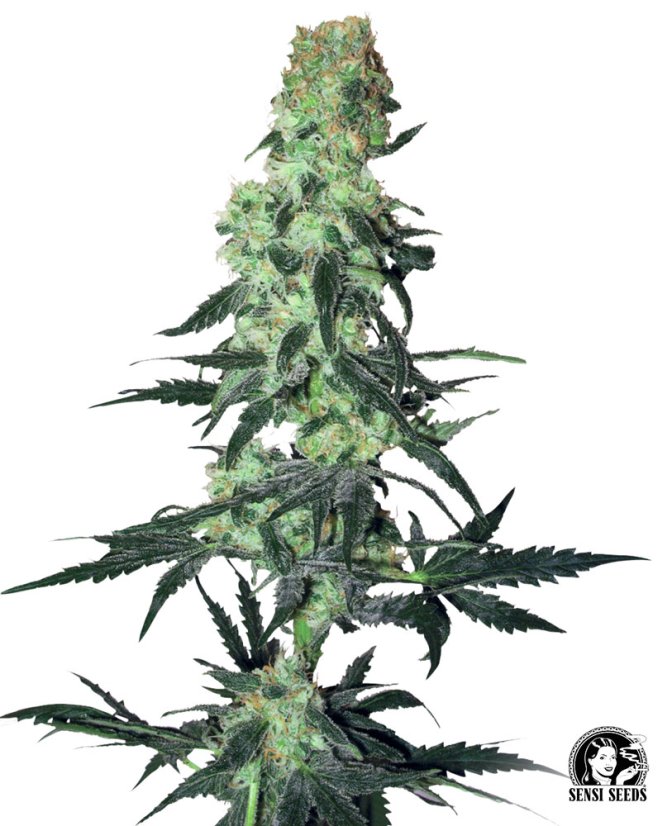 Sensi Seeds Semințe de canabis Amnesia White Regular by White Label, 10 buc.