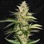 T.H.Seeds™ Hanfsamen Bastards Line: Banana Candy Krush, diverse Packungen, feminisiert