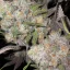 Blimburn Seeds Cannabis Seeds Cafe Racer Feminiseret